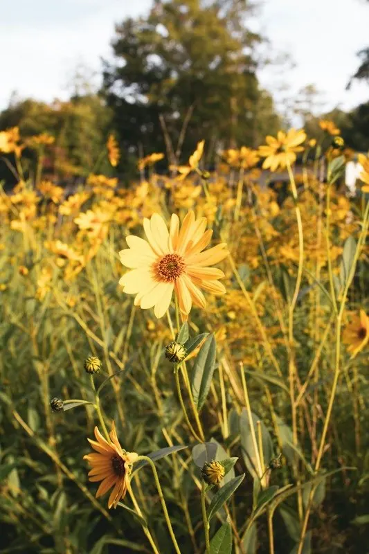Wild yellow flowers in a field at sunset